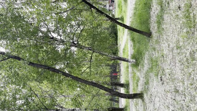Poplar fluff, pollen in a park in summer causing allergy and asthma