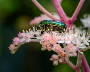 Rose chafer bug in a flower blossom
