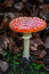 Red fly agaric musroom
