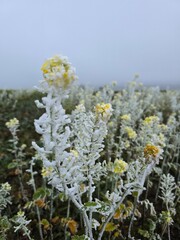 blossom in winter