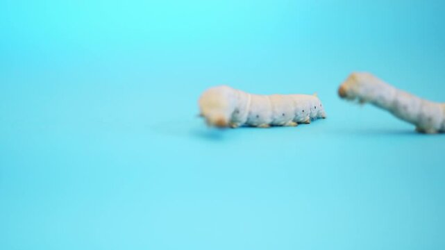 Two silkworms onblue background