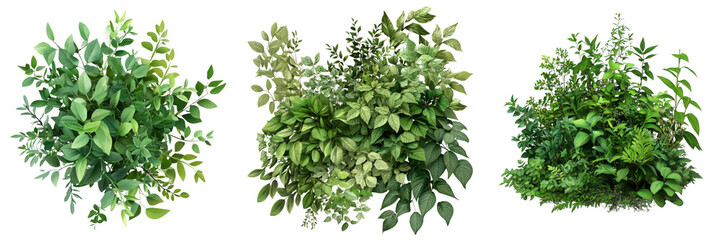 Fototapeta premium Set of a wild bush with an assortment of leaves in varying shades of green isolated on transparent background (2)
