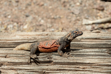 Closeup of Arizona spiny lizard sitting on the log