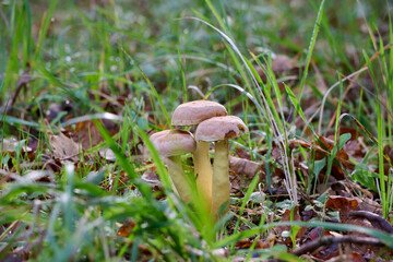 mushrooms in the grass with backlight between the grass and autumn leaves