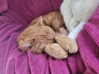 Chats © Laurie