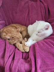 Chats © Laurie