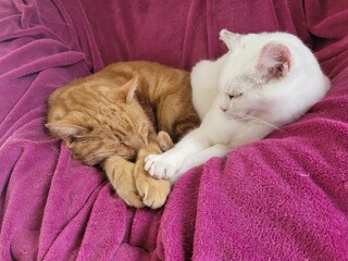 Chats © Laurie