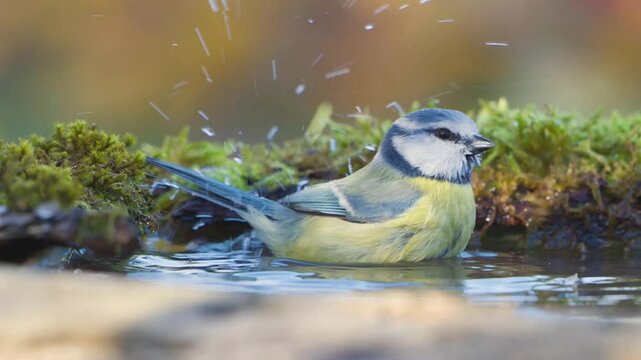 Blue tit bathing in the wild. Slow Motion. Scene in forest. Cyanistes caeruleus. Songbird close-up.