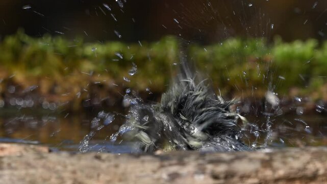 Blue tit bathing in the wild. Slow Motion. Scene in forest. Cyanistes caeruleus.