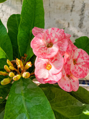 Cluster of pink crown of thorns flowers with glossy green leaves macro