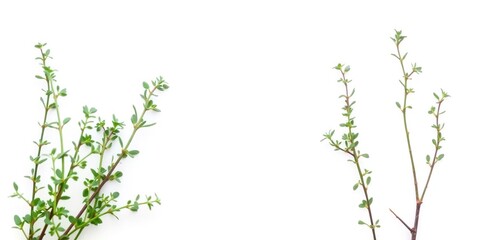 Fresh thyme leaves and stems against a plain white background in a shallow depth of field, nature, organic, herb