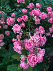 pink roses in garden