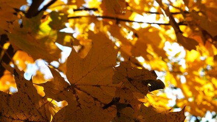 Yellow maple leaves on tree branches gently swaying in the wind at sunny day. Lush autumn orange foliage swinging on breeze at forest. Beautiful colorful fall season. Close up Slow motion