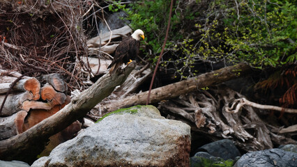 bald eagle 9