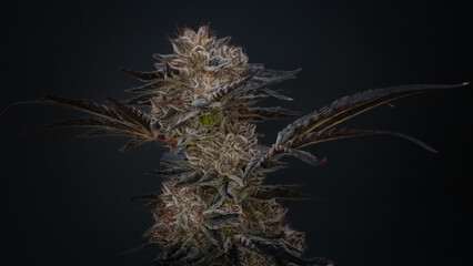 Obraz premium Cannabis bud
