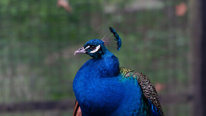 Fototapeta premium close up of a peacock