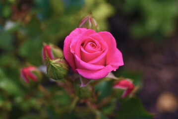 A bright pink rose flower on a green bush. Juicy roses in the summer garden.