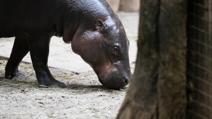 mini hippo