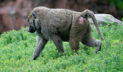 Obraz premium baby baboon sitting on the grass