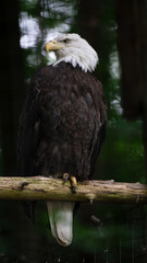 american bald eagle in zoo