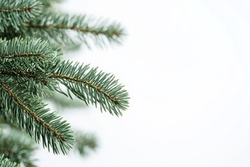Obraz premium This tranquil closeup image features a conifer Christmas tree branch, highlighting lush green needles against a white background, ideal for holiday designs and capturing the festive seasons essence