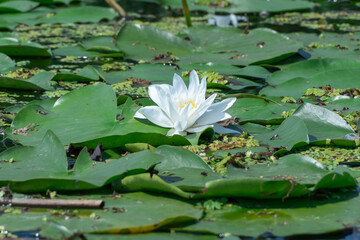 Group flowers lotus of white water lily grows and bloom in river. Nymphaea alba it has roots are long and floating wide green leaves. Blossom herbaceous aquatic plant of family nymphaeum in lake.