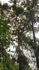 trees in the forest