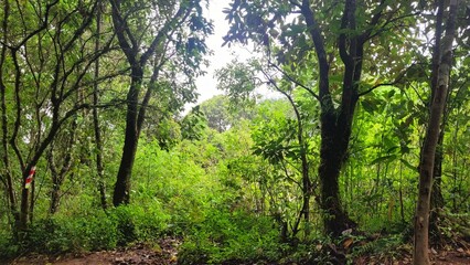 forest in the morning