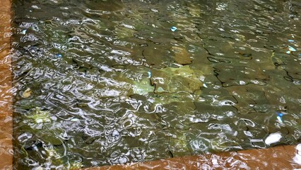 water flowing in the forest