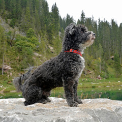 zwergpudel-terriermischling