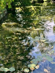 view of water lilies and aquatic plants in a river on a sunny summer day with green vegetation on the bank
