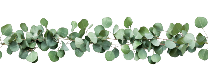 green eucalyptus leaves branch arrangement natural decor seamless pattern transparent background