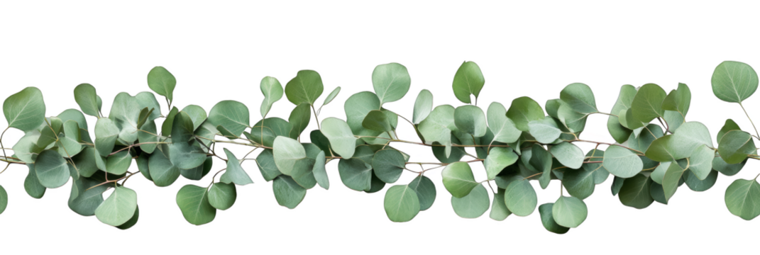 green eucalyptus leaves branch arrangement natural decor seamless pattern transparent background