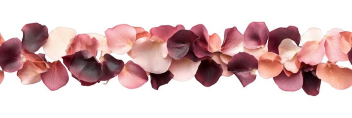 pink and red rose petals arranged in beautiful seamless pattern transparent background