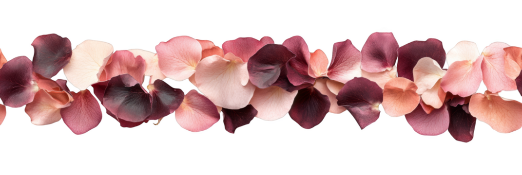 pink and red rose petals arranged in beautiful seamless pattern transparent background