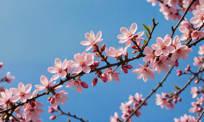 Pink blossoms bloom on a branch against a clear blue sky on a sunny day