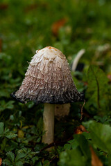 white mushroom surrounded by green grass in the forest, nature background