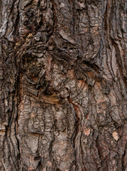 brown wooden bark texture background, grunge material