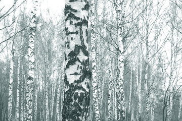 Obraz premium white birches with birch bark in birch grove among other birches