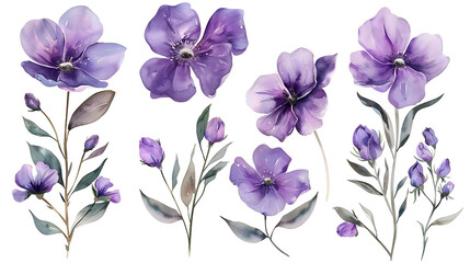 
Variation
31w


Hand painted watercolor purple flower set nature on white background. Watercolor artwork illustration for Valentine day, Mother day, wedding, save date card, birthday or annivers