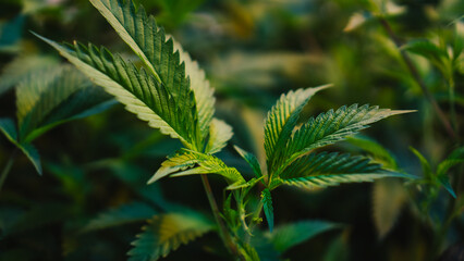 Cannais leaf