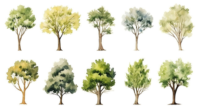 Set of watercolor green tree isolated on white background for landscape and architecture drawing, elements for environment and garden, botanical for section in spring