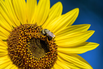 Large closeup yellow sunflower with blue sky and with bee collecting nectar