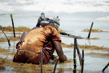 Jambiani, Zanzibar -October 2024: Woman harvesting seaweed during low tide