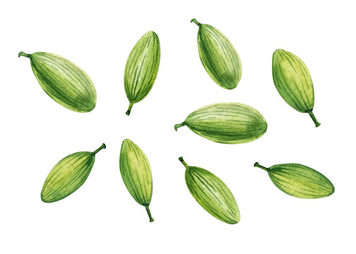 set cardamom. watercolor cardamom spice painting on white isolated background with delicate brushstrokes, detail