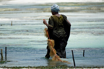 Jambiani, Zanzibar -October 2024: Woman harvesting seaweed during low tide © chriss73