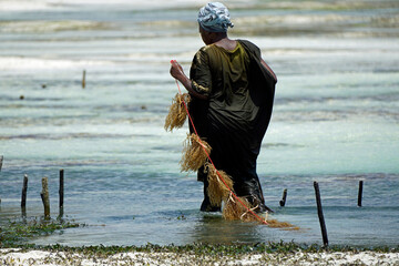 Jambiani, Zanzibar -October 2024: Woman harvesting seaweed during low tide