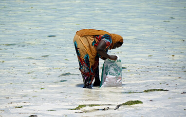 Jambiani, Zanzibar -October 2024: Woman harvesting seaweed during low tide