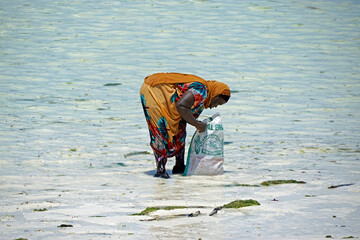 Jambiani, Zanzibar -October 2024: Woman harvesting seaweed during low tide