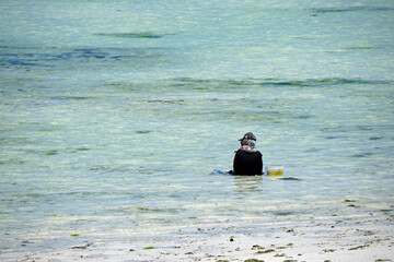 Jambiani, Zanzibar -October 2024: Woman harvesting seaweed during low tide